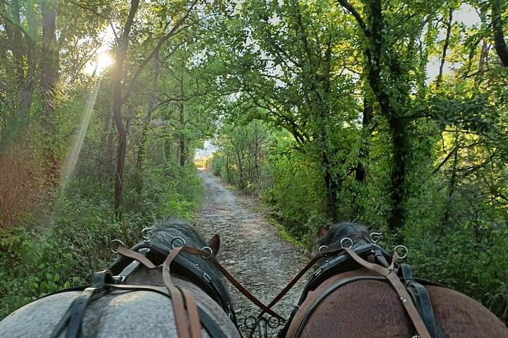 Horse-Drawn Carriage Rides in the Heart of the Luberon, Gordes photo 4