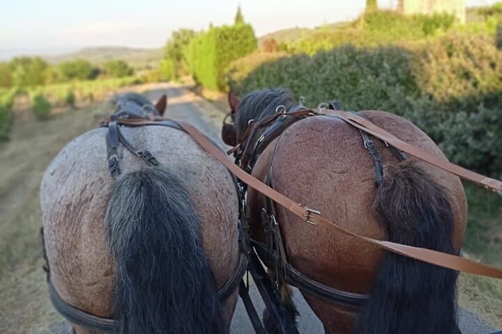 Horse-Drawn Carriage Rides in the Heart of the Luberon, Gordes photo 6