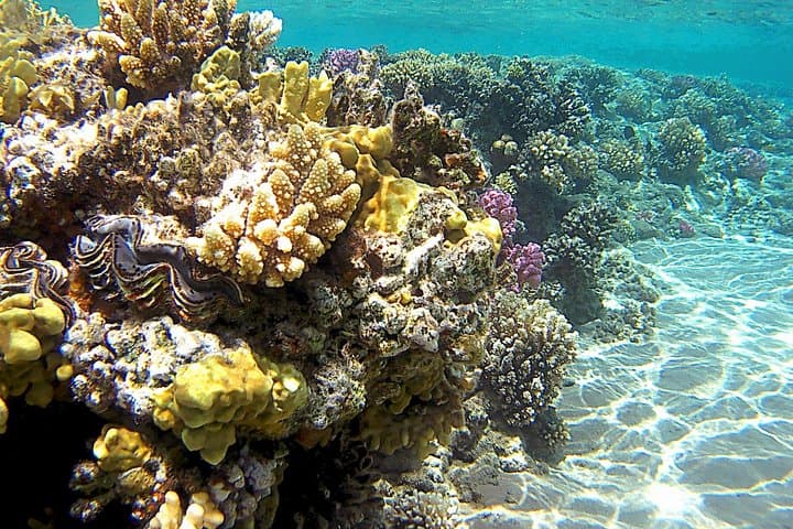Barbarosa Private Yacht Charter — Snorkel Ras Mohammed, Tiran & White Island photo 4