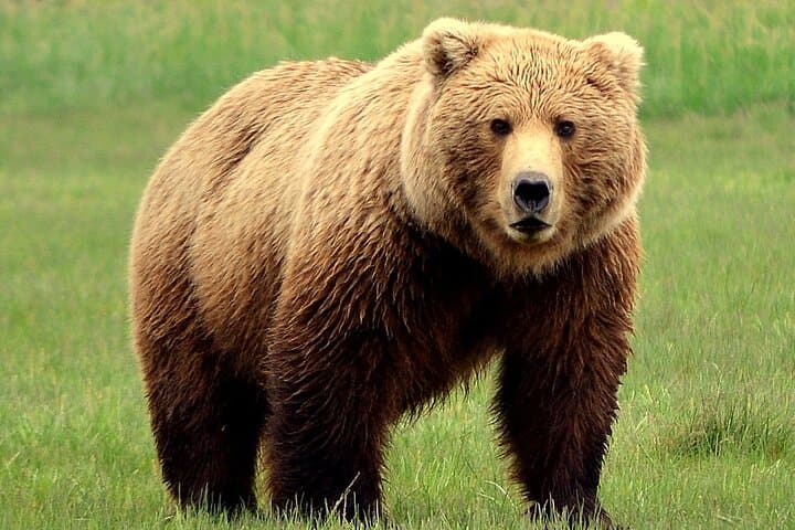 Katmai & Lake Clark Bear-Viewing Flight from Homer — Two-Park Wilderness Adventure