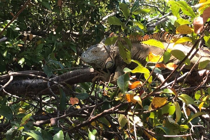 Roatán Iguana, Monkey & Sloth Sanctuary Tour with Beach Break photo 2