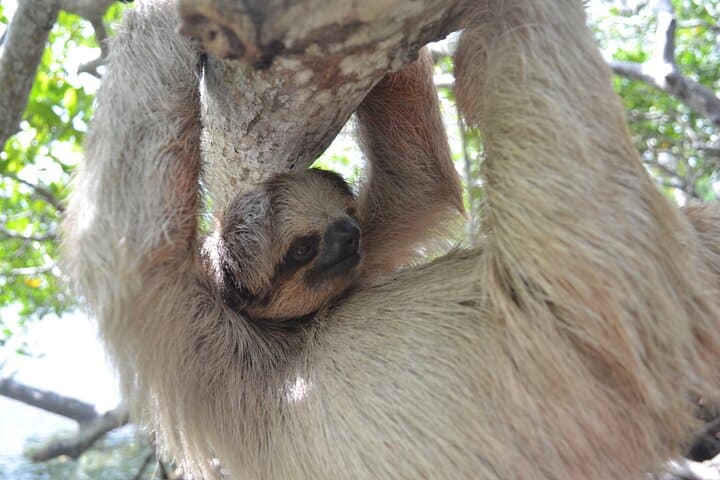 Roatán Iguana, Monkey & Sloth Sanctuary Tour with Beach Break photo 3