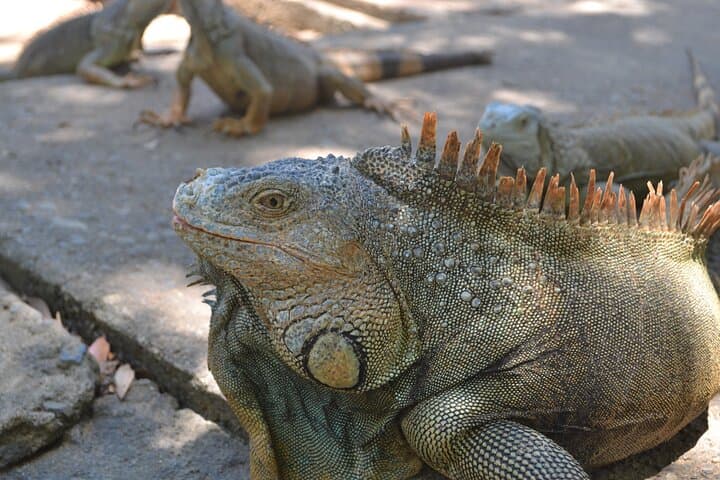 Roatán Iguana, Monkey & Sloth Sanctuary Tour with Beach Break photo 4