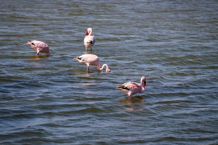 Sandwich Harbour 4x4 Tour: Coastal Dune Driving, Wildlife & Salt-Pan Vistas from Walvis Bay photo 4