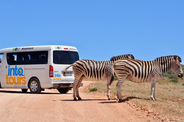 Full-Day Addo Elephant Park Safari from Port Elizabeth - Big Five Game Drive photo 4