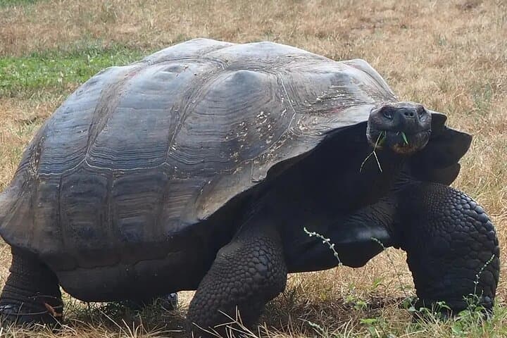 Giant Tortoise Watching and Lava Tunnels Tour — Santa Cruz Galápagos photo 2
