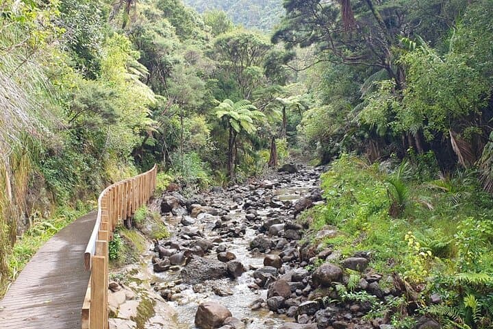 West Auckland Coast and Rainforest Eco‑Tour — Black Sand Beaches & Kauri Walks photo 3