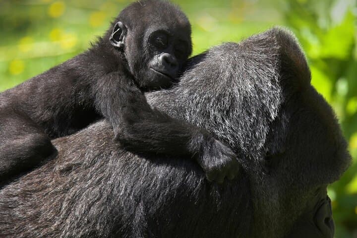 Bwindi Mountain Gorilla Trek: 3 Nights in Uganda's Misty Forest photo 2