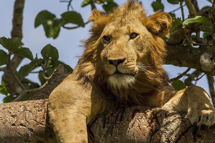 Short Safari: 3-Night Queen Elizabeth National Park Retreat photo 4