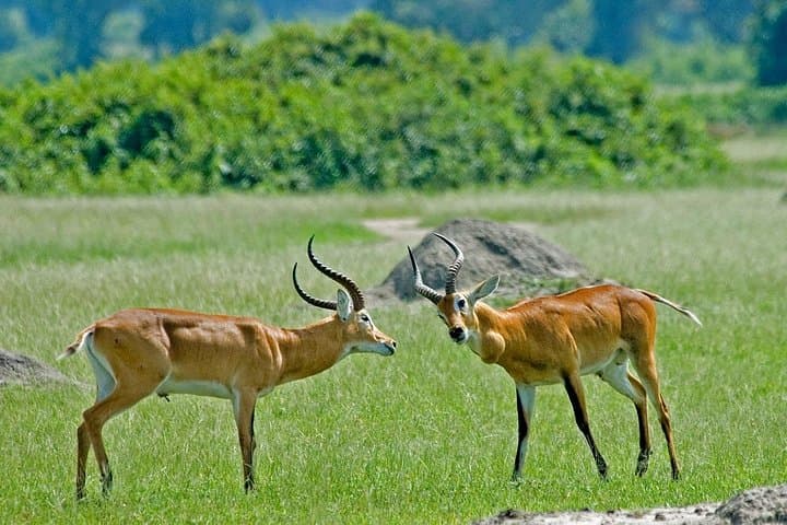Short Safari: 3-Night Queen Elizabeth National Park Retreat photo 5