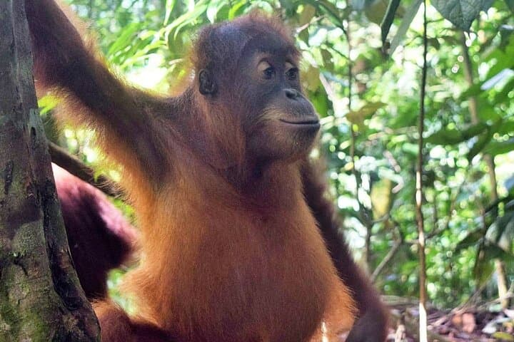 Bukit Lawang Orangutan Trek: 3-Day Medan to Jungle Escape photo 4