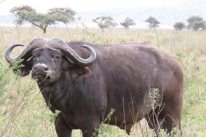 2-Day Private Serengeti Safari from Karatu — Big Five & Great Migration Game Drive photo 3