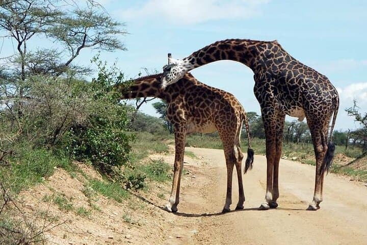 2-Day Private Serengeti Safari from Karatu — Big Five & Great Migration Game Drive photo 4