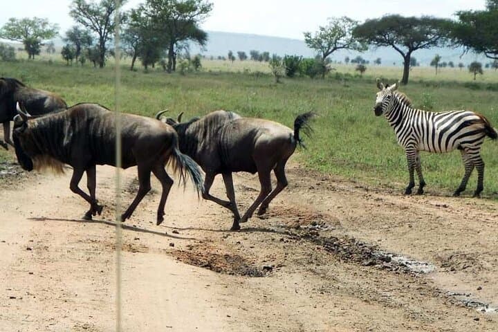 2-Day Private Serengeti Safari from Karatu — Big Five & Great Migration Game Drive photo 2