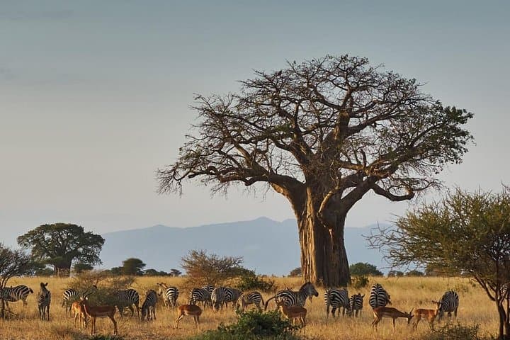 4-Day Private Safari Through Tarangire, Serengeti & Ngorongoro Crater photo 2
