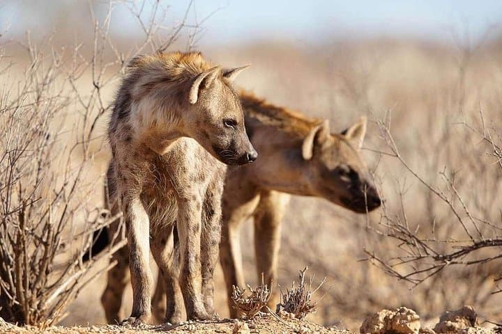 4-Day Private Safari Through Tarangire, Serengeti & Ngorongoro Crater photo 3