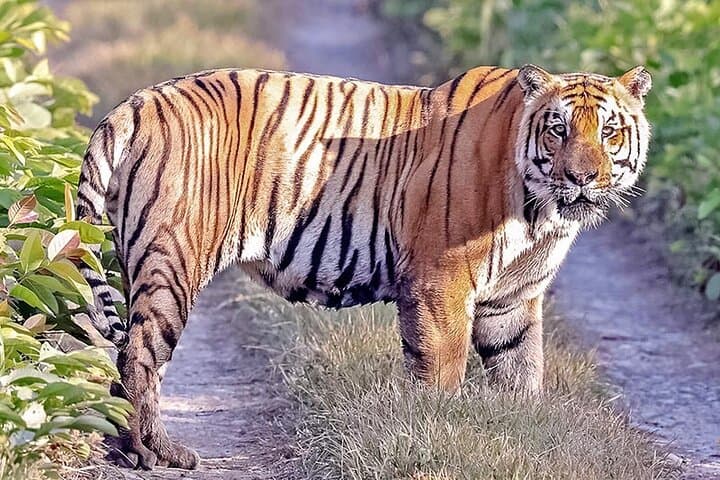 Tiger Tracking in Chitwan National Park: 5-Day Jeep Safari & Jungle Walks