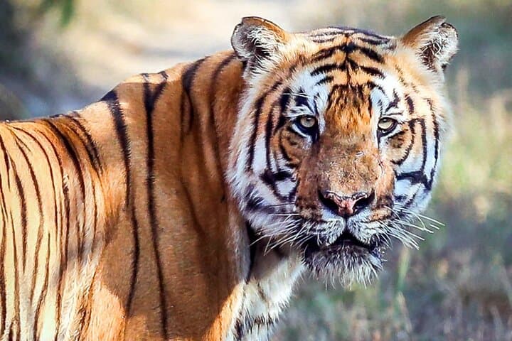 Tiger Tracking in Chitwan National Park: 5-Day Jeep Safari & Jungle Walks photo 2