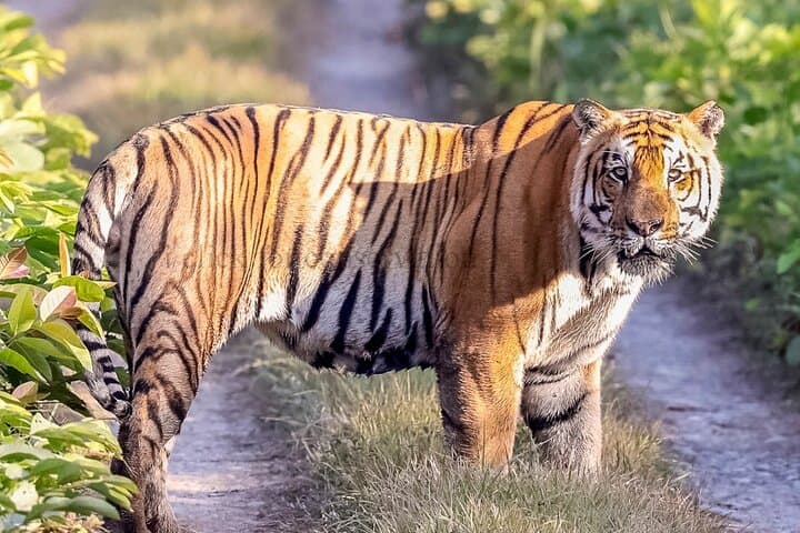 Tiger Tracking in Chitwan National Park: 5-Day Jeep Safari & Jungle Walks photo 3