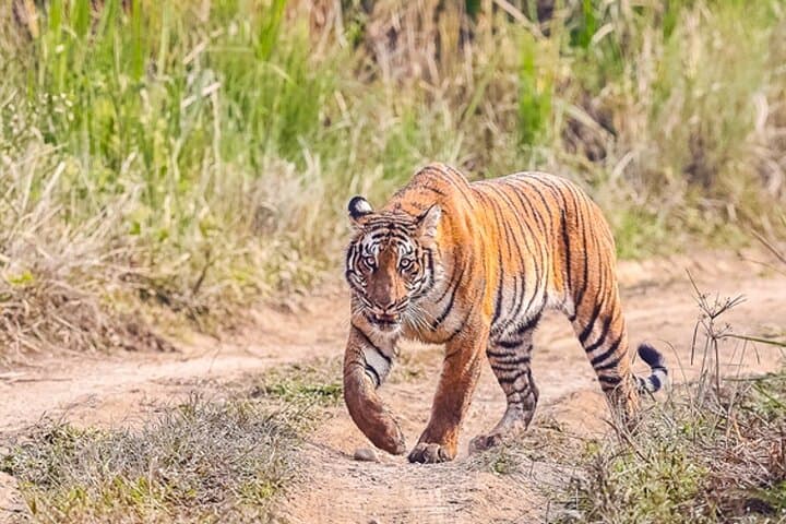 Tiger Tracking in Chitwan National Park: 5-Day Jeep Safari & Jungle Walks photo 4
