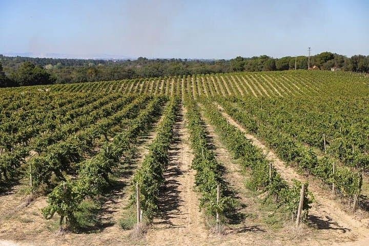 Arrábida Wine Tour: Full-Day Azeitão & Sesimbra Tastings from Lisbon photo 4