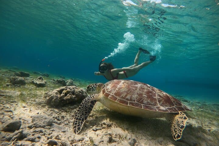 Gili Trawangan 3-Island Snorkel: Turtle Point, Statue & Blue Coral photo 6