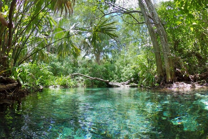 Full-Day Mangrove Boat Ride and Sisal Beach from Mérida photo 3