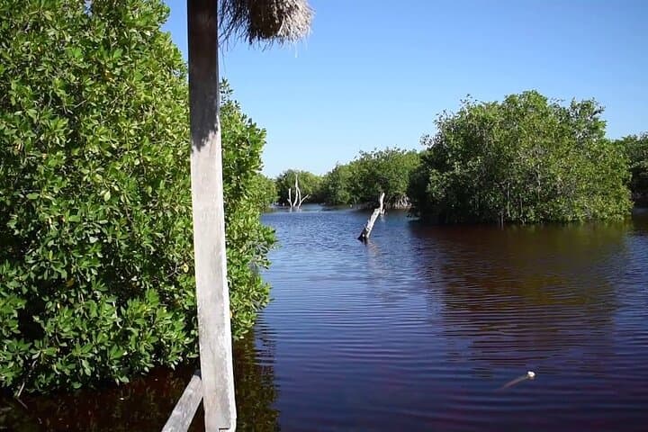 Full-Day Mangrove Boat Ride and Sisal Beach from Mérida photo 4