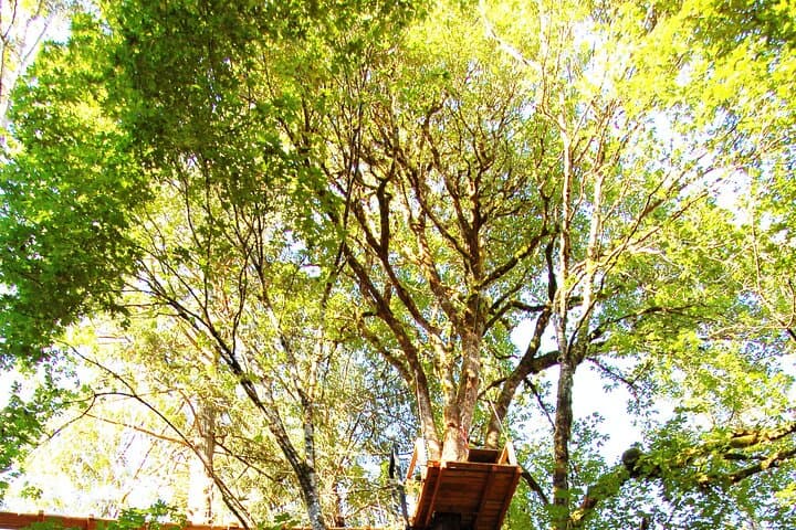 Victoria Canopy Zipline Tour with Downtown Shuttle — 8 Ziplines & Suspension Bridge photo 2