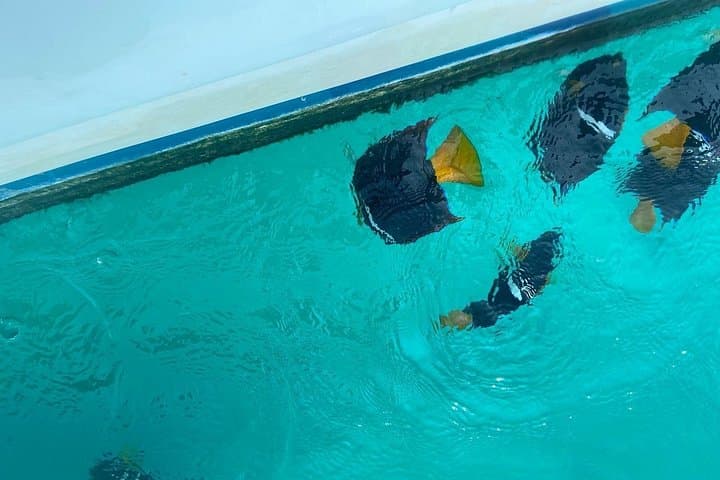 Snorkel Marietas Islands and Playa Nopalera from Punta Mita: Small-Group Boat Tour photo 2