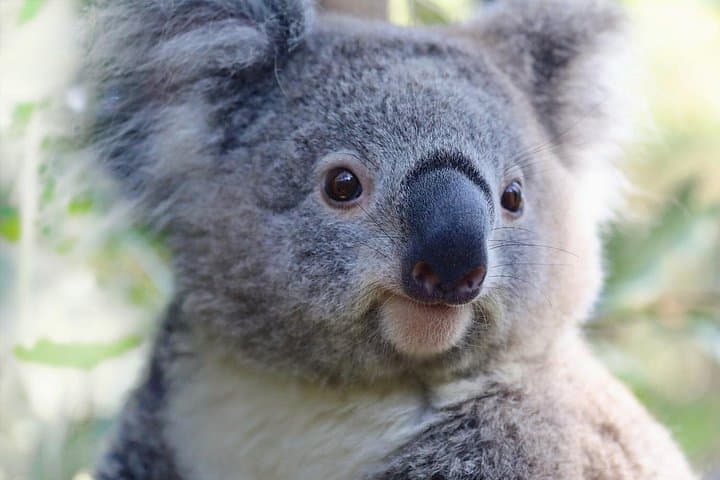 Private Wild Australia Tour from Sydney: Horse Riding, Koalas & Kangaroos photo 2