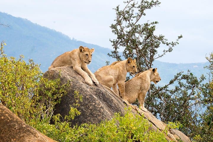 3-Day Maasai Mara Safari: Big Five Game Drives & Lodge Stay
