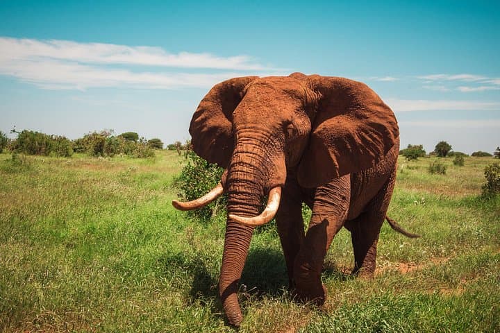 3-Day Maasai Mara Safari: Big Five Game Drives & Lodge Stay photo 2