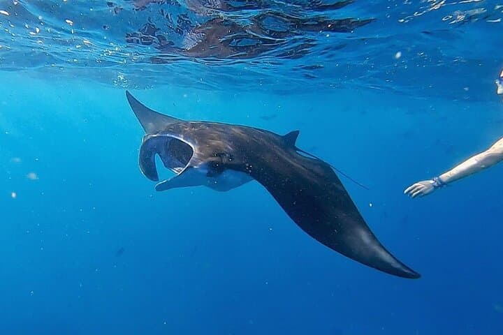 Three Islands Snorkeling Tour: Manta Rays, Gamat Bay & Mangrove Point from Lembongan photo 2