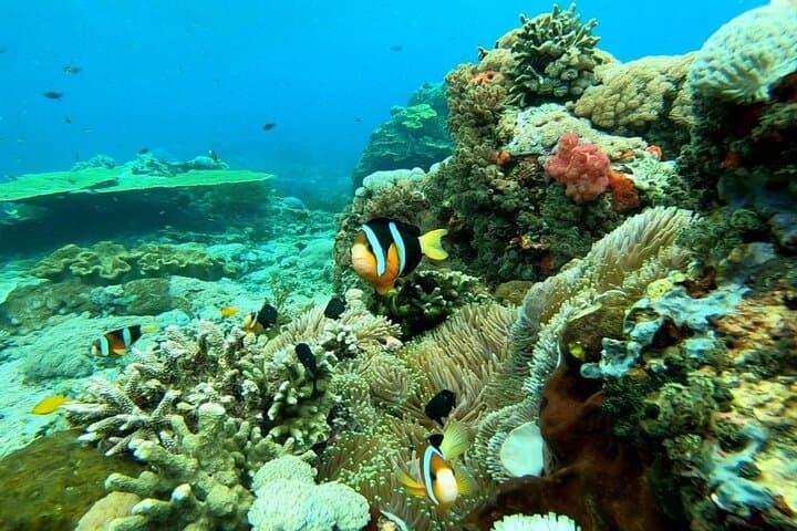 Snorkel with Manta Rays in Nusa Lembongan — Day Trip from Sanur photo 5