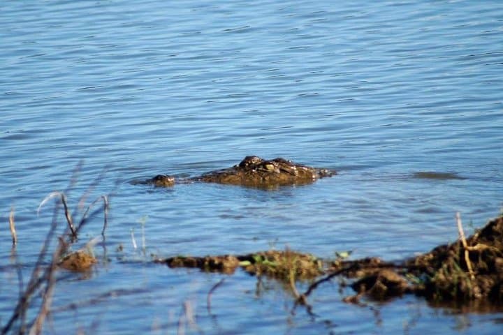 Udawalawe National Park Safari: Elephant Encounters & Wildlife Day Trip photo 4
