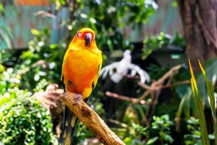 Inside The Green Planet Dubai: Dubai’s Four-Level Indoor Rainforest Experience photo 3