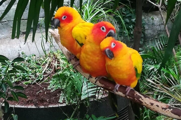 Inside The Green Planet Dubai: Dubai’s Four-Level Indoor Rainforest Experience photo 4