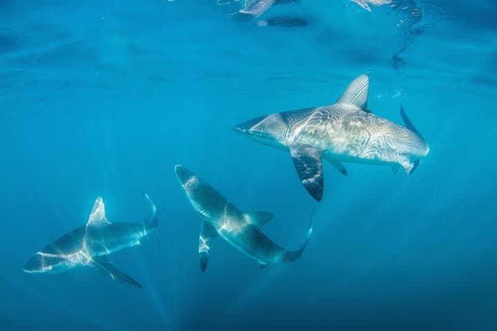 Shark Explorers: Simon's Town Shark Cage Diving in False Bay photo 4