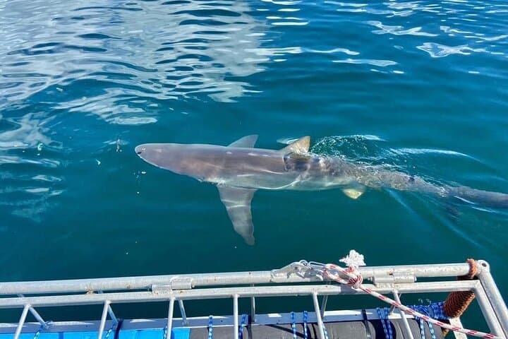 Shark Explorers: Simon's Town Shark Cage Diving in False Bay photo 5