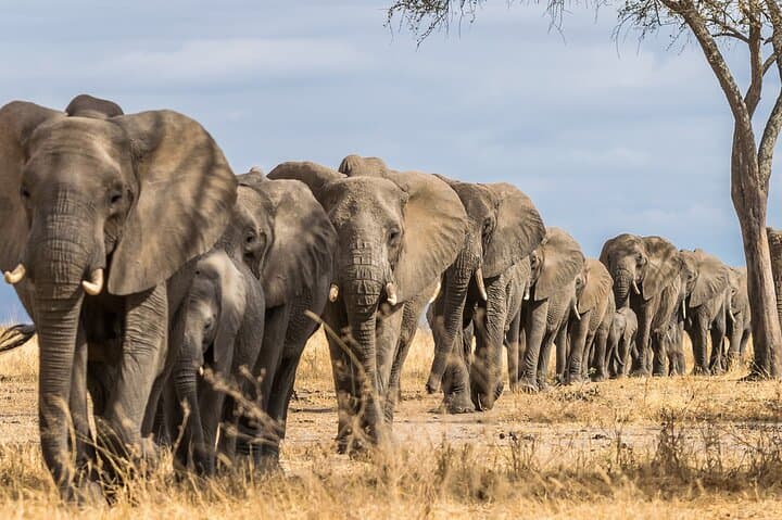 5-Day Wildlife Safari in Amboseli and Tsavo West National Parks: A Practical Guide photo 2