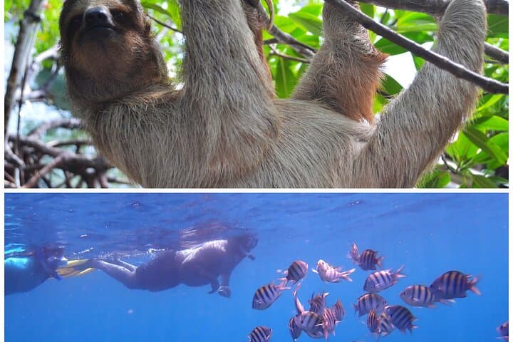 Roatan Drift Snorkel and Monkey & Sloth Sanctuary Tour — Snorkel with Turtles and Meet Rescue Wildlife
