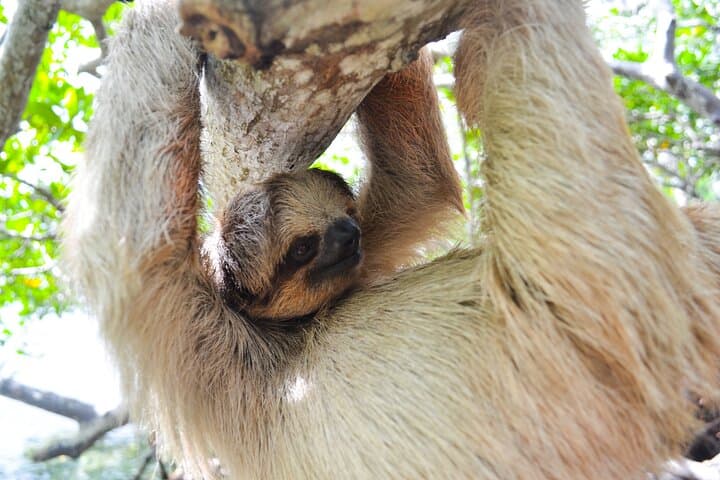 Roatan Drift Snorkel and Monkey & Sloth Sanctuary Tour — Snorkel with Turtles and Meet Rescue Wildlife photo 4