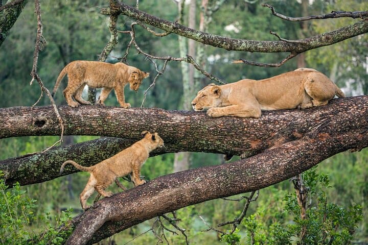 4-Day Shared Camping Safari: Tarangire, Serengeti & Ngorongoro Crater photo 3