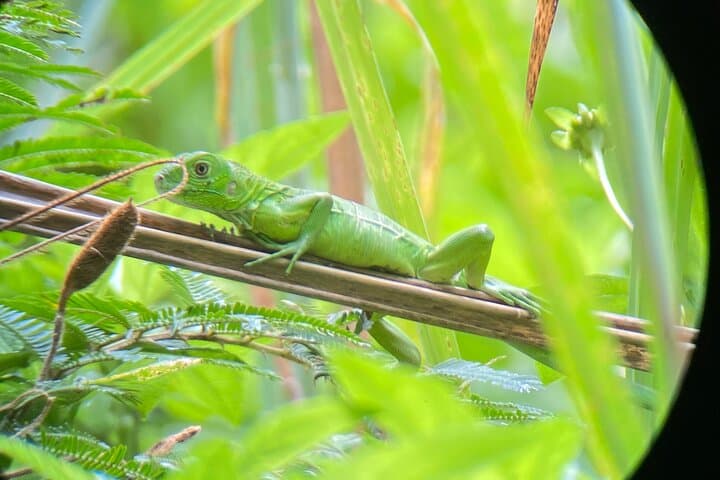 Hacienda Barú to Nauyaca Falls: Full-Day Rainforest & Waterfall Adventure photo 5