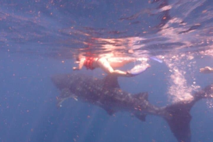 Swim With Whale Sharks From Isla Mujeres — Guided Snorkel Experience photo 4