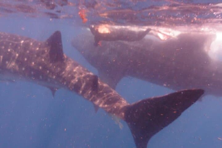 Swim With Whale Sharks From Isla Mujeres — Guided Snorkel Experience photo 6