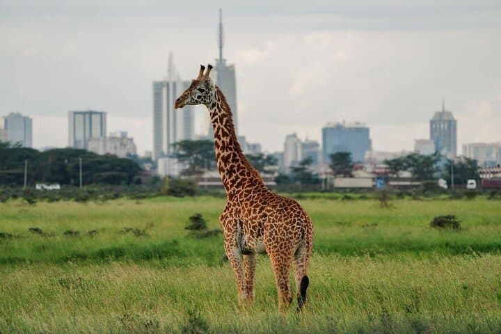 Discover Nairobi National Park: Africa’s Only Urban Safari Adventure photo 1