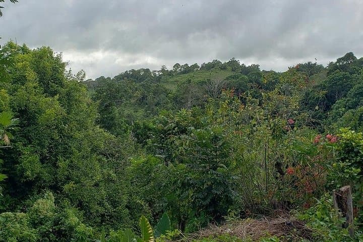 Konoko Falls & Ocho Rios Day Tour — Fern Gully, River Gardens and Beach photo 2