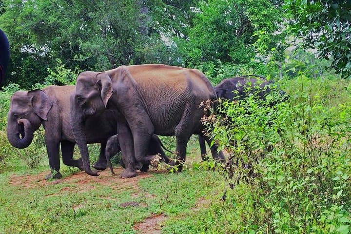 Udawalawe National Park Safari: Elephant Encounters & Wildlife Day Trip photo 2